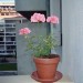 Le géranium rose